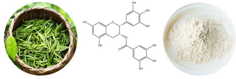 EGCG powde3 EGCG powde3