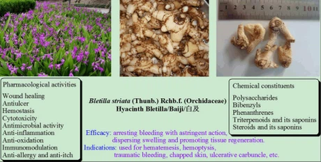 Bletilla Striata Extract Bletilla Striata Extract